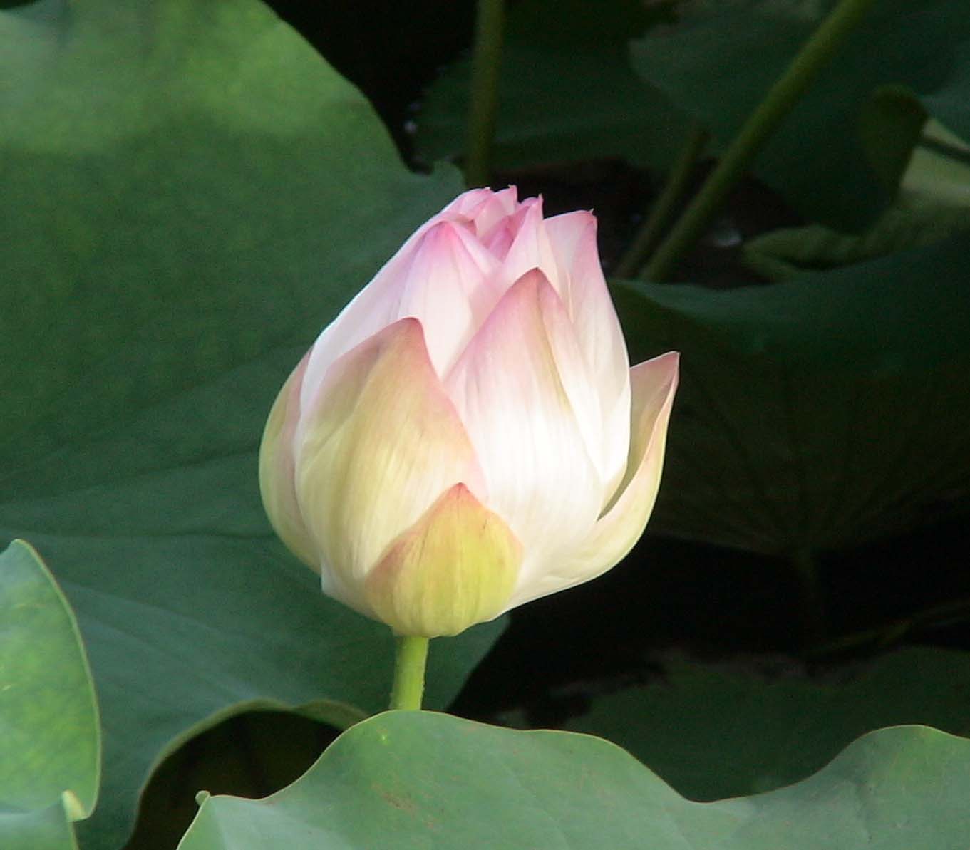 井澤わかな先生画像